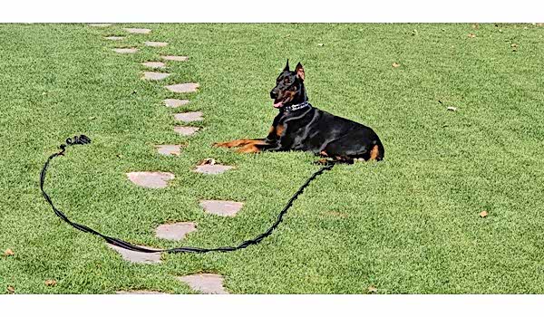 Köpek Otel Hizmeti, Köpek Otel Hizmeti