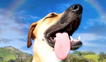 Avcılar Pet Otel, Avcılar Pet Otel