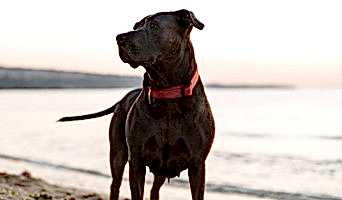 Köpek Oteli Rezervasyonu, Köpek Oteli Rezervasyonu