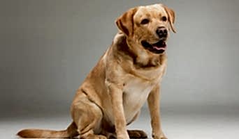 Güvenilir Köpek Oteli, Güvenilir Köpek Oteli