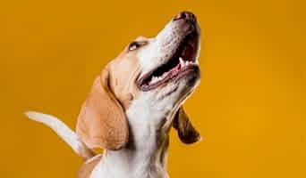 Ev Ortamında Köpek Konaklama, Ev Ortamında Köpek Konaklama