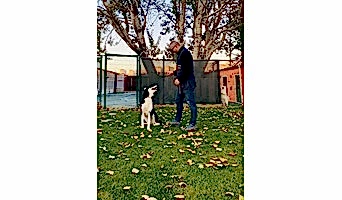 avcılar Köpek oteli, Avcılar Köpek oteli,pet otel,istanbul köpek oteli,Köpek Eğitim merkezi