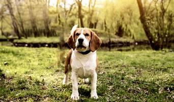 Köpekler İçin İstanbul’da Özel Bakım ve Konaklama, Köpekler İçin İstanbul’da Özel Bakım ve Konaklama