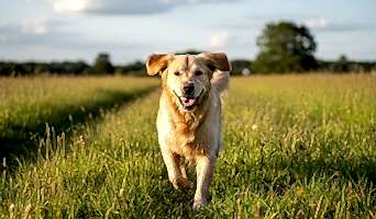 Köpeklerde Yıkama ve Tüy Bakımı Süreçleri, Köpeklerde Yıkama ve Tüy Bakımı Süreçleri