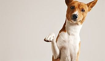 Batıpet Oteli Köpek Konaklama, Batıpet Oteli Köpek Konaklama
