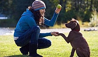 Köpeklerde Komut Pekiştirme Teknikleri, Köpeklerde Komut Pekiştirme Teknikleri