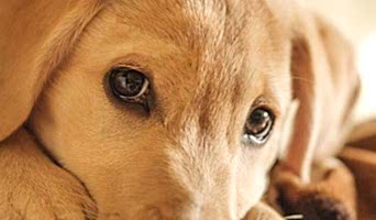 En İyi Köpek Oteli Batı İstanbul, En İyi Köpek Oteli Batı İstanbul
