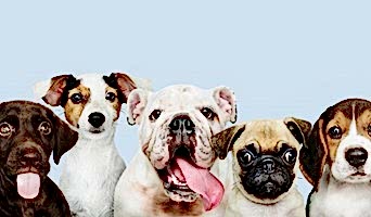 Yoğun Çalışanlar İçin Köpek Pansiyonu, Yoğun Çalışanlar İçin Köpek Pansiyonu