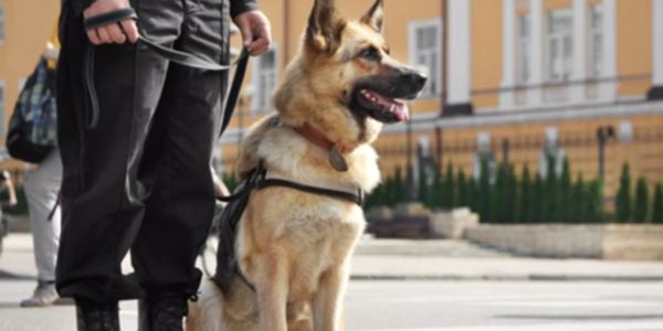 Bodyguard Eğitimi, Bodyguard Eğitimi