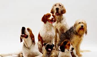 Sosyal Köpekler İçin Otel Ortamı, Sosyal Köpekler İçin Otel Ortamı