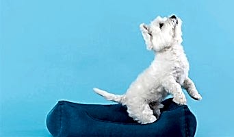 Yavru Köpek Oteli İstanbul, Yavru Köpek Oteli İstanbul