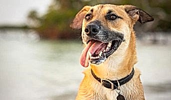 Ev Konforunda Köpek Oteli, Ev Konforunda Köpek Oteli