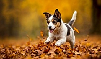 İstanbul Günlük Köpek Oteli, İstanbul Günlük Köpek Oteli