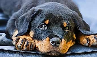 Yavru Köpekler İçin İlk Sosyalizasyon Deneyimi, Yavru Köpekler İçin İlk Sosyalizasyon Deneyimi
