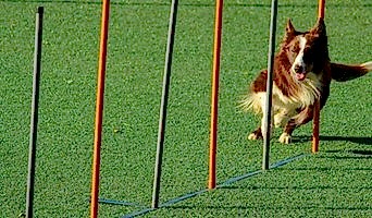 Köpeklerde Egzersiz Eksikliğinin Sonuçları, Köpeklerde Egzersiz Eksikliğinin Sonuçları