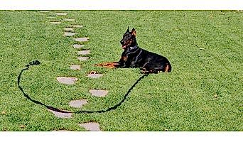 Köpek Otel Hizmeti, Köpek Otel Hizmeti