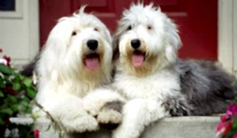 Anadolu Yakası Köpek Kreşi, Anadolu Yakası Köpek Kreşi
