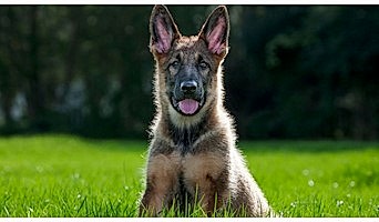 İstanbul Köpek Otel Hizmetleri, İstanbul Köpek Otel Hizmetleri