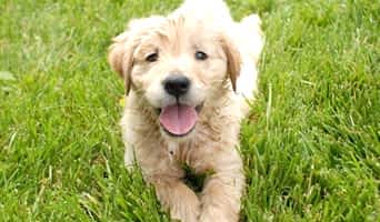 İstanbul’daki Köpek Otellerinde Eğitim ve Bakım Hizmetleri, İstanbul’daki Köpek Otellerinde Eğitim ve Bakım Hizmetleri