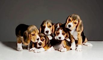 Batıpet Köpek Oteli Fiyatları, Batıpet Köpek Oteli Fiyatları