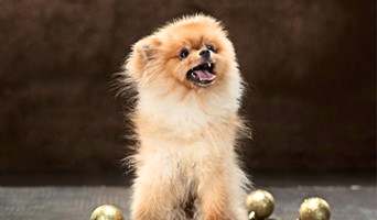 Köpek Otelinde Davranış Düzeltme, Köpek Otelinde Davranış Düzeltme
