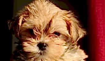 Ev Ortamı Sunan Köpek Oteli, Ev Ortamı Sunan Köpek Oteli