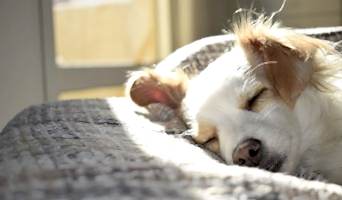 Köpeklerde İştahsızlık: Olası Sebepler ve Çözümler, Köpeklerde İştahsızlık: Olası Sebepler ve Çözümler