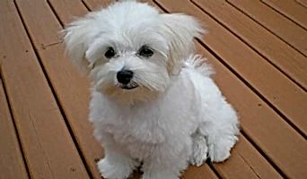 Köpeklerde Beslenme Programı: Otel Konaklamasında Dikkat Edilecekler, Köpeklerde Beslenme Programı: Otel Konaklamasında Dikkat Edilecekler