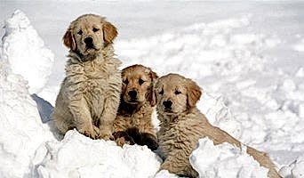 İstanbul Köpek Oteli Rezervasyon Hizmeti, İstanbul Köpek Oteli Rezervasyon Hizmeti