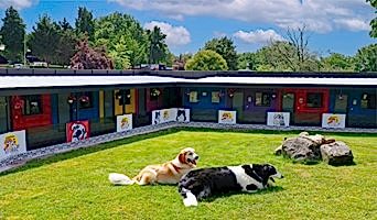 Pet Otel, Pet Otel
