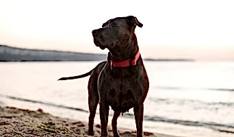 Köpek Oteli Konaklama Ücreti, Köpek Oteli Konaklama Ücreti