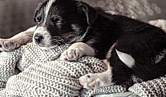 Avcılar Yavru Köpek Eğitimi, Avcılar Yavru Köpek Eğitimi