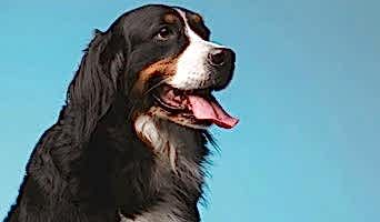 Pet Otelleri, Pet Otelleri