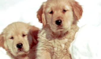 Köpek Konaklama Fiyatları, Köpek Konaklama Fiyatları