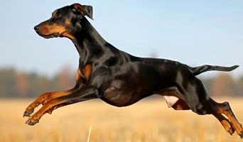 Anadolu Yakası Güvenilir Köpek Oteli, Anadolu Yakası Güvenilir Köpek Oteli