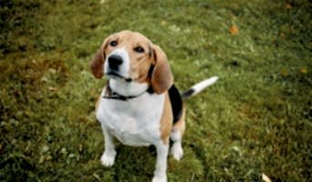 Köpek Eğitimi, Köpek Eğitimi