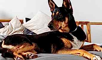 Köpek Eğitimi ve Bakımı Hizmeti, Köpek Eğitimi ve Bakımı Hizmeti