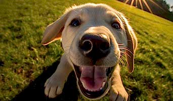 Batı Köpek Oteli Özel Bakım, Batı Köpek Oteli Özel Bakım