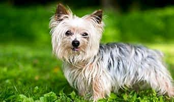 Yaz Tatilinde Köpek Oteli Seçerken Nelere Dikkat Etmeli?, Yaz Tatilinde Köpek Oteli Seçerken Nelere Dikkat Etmeli?