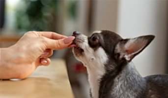 Köpek Eğitimi Hizmeti Olan Otel, Köpek Eğitimi Hizmeti Olan Otel