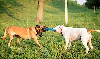 Sosyalleşme İmkânı Sunan Köpek Oteli, Sosyalleşme İmkânı Sunan Köpek Oteli