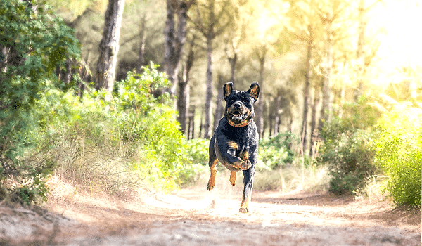 Batıpet